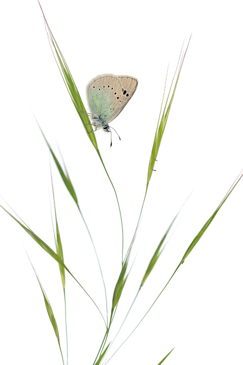 ANIMALIER • Stéphane Hette ANIMALIER • Stéphane Hette