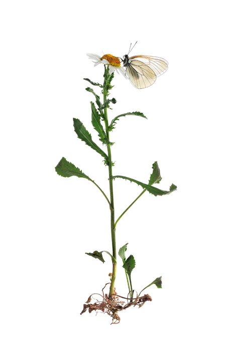 NATURE MORTE • Stéphane Hette NATURE MORTE • Stéphane Hette