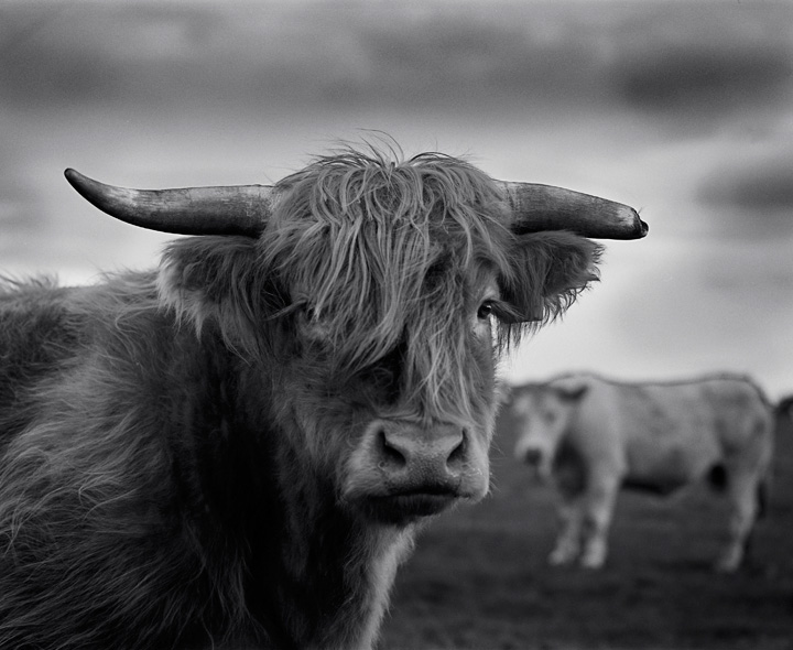 ANIMALIER • Martial Lenoir ANIMALIER • Martial Lenoir