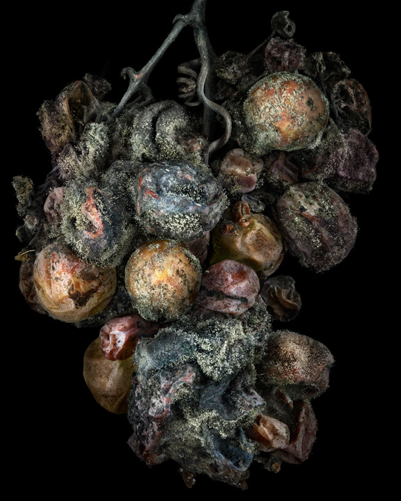 NATURE MORTE • Peter Lippmann