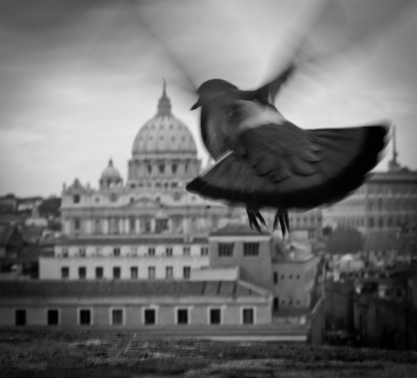 20120314145201_simon_daval_rome_vatican_pigeon_voyageur 20120314145201_simon_daval_rome_vatican_pigeon_voyageur
