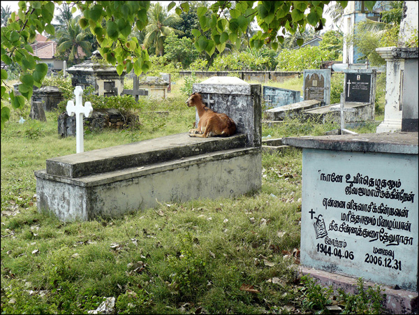 20120403141016_la_chevre_et_la_tombe__cimetiere_sri_lankais_ 20120403141016_la_chevre_et_la_tombe__cimetiere_sri_lankais_