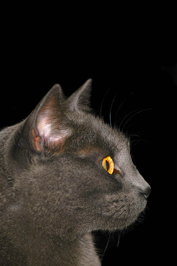 20120405115543_gribouille 20120405115543_gribouille