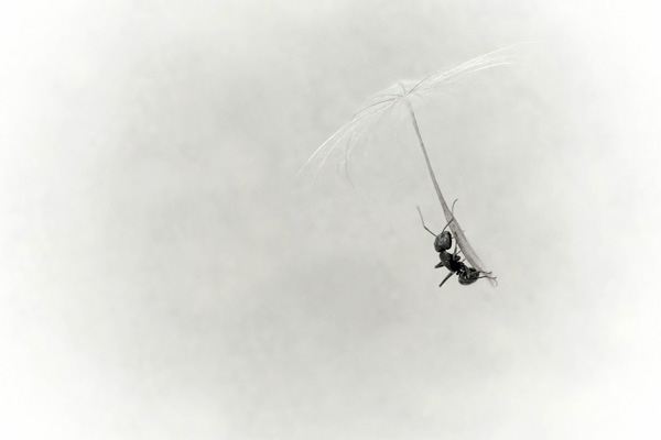 Alain Laboile Alain Laboile