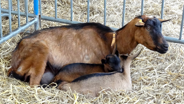 20120523185507_chevre_et_ses_petits 20120523185507_chevre_et_ses_petits