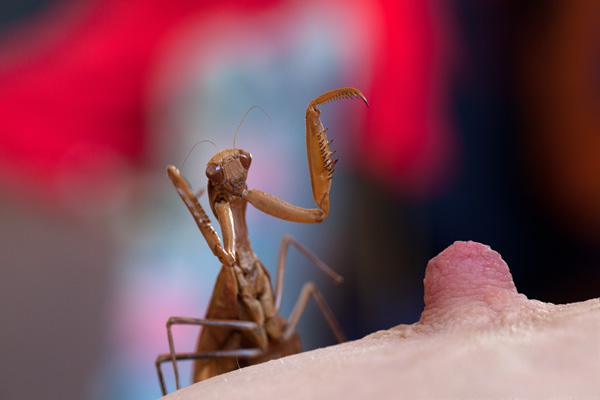 20120629182525_sexy_bug 20120629182525_sexy_bug