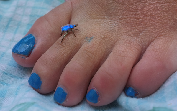 20120702133845_bleus 20120702133845_bleus