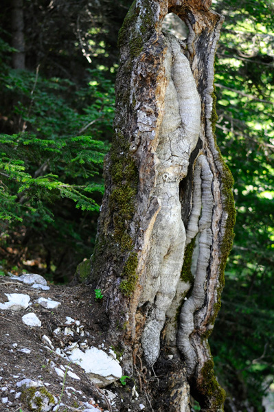 20120713125933_fem_tronc 20120713125933_fem_tronc