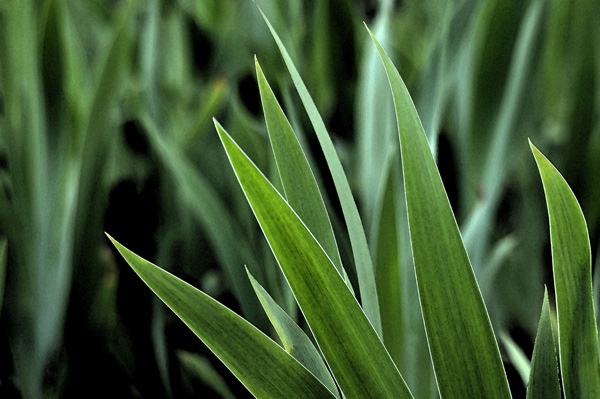 20120801114250_plant1 20120801114250_plant1