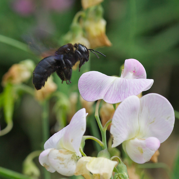 20120822111029_dsc00027___version_2 20120822111029_dsc00027___version_2