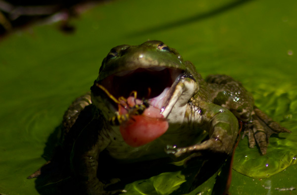 20120822111442_chasse2_grenouille 20120822111442_chasse2_grenouille