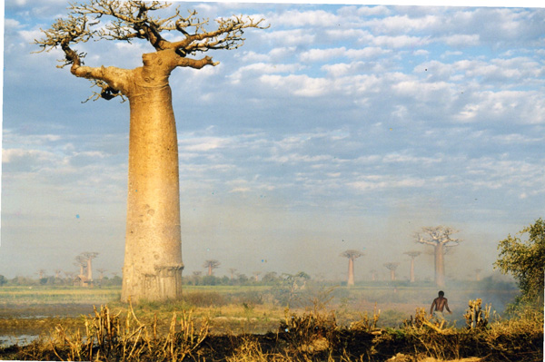 20120822202002_madagascar___region_de_monrondava 20120822202002_madagascar___region_de_monrondava