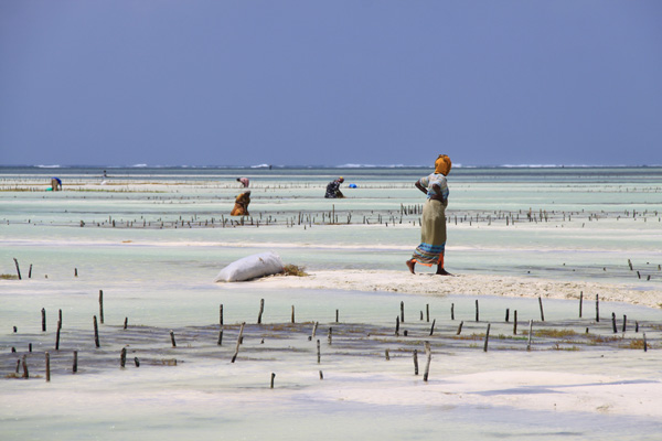 20120822213611_3_zanzibar 20120822213611_3_zanzibar