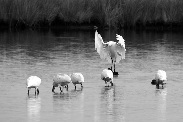 20120823191355_spatules 20120823191355_spatules