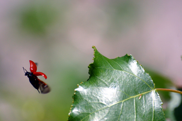 20120825150016_envol___photo_sebastien_gayet 20120825150016_envol___photo_sebastien_gayet