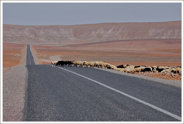 20120826175012_troupeau 20120826175012_troupeau