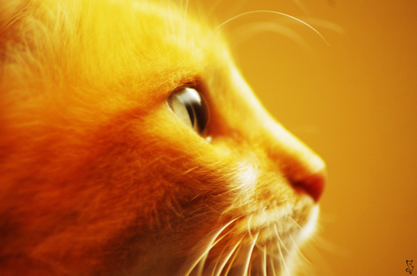 20120904225356_le_chat 20120904225356_le_chat