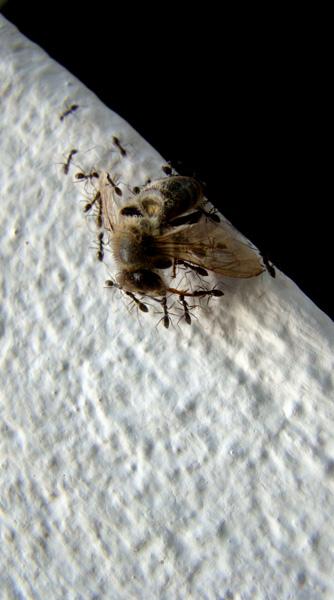 20120906031903_bee_funerailles 20120906031903_bee_funerailles