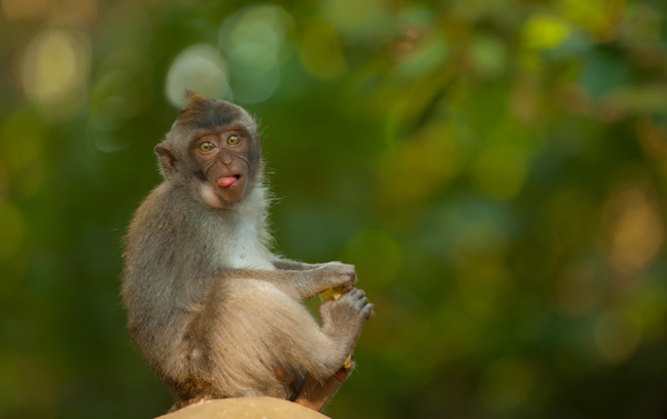 20120915232840_2011_08_06_006_bali_ubud 20120915232840_2011_08_06_006_bali_ubud