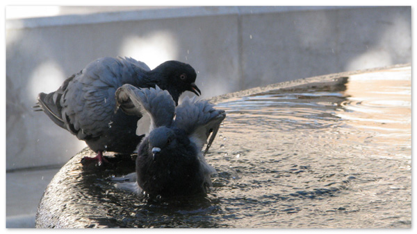 20120924134728_les__pigeons