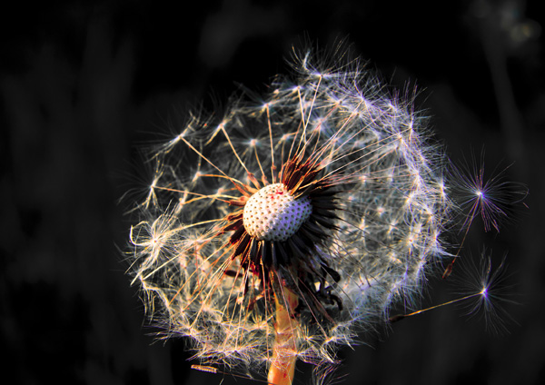 20120925141332_naissances_de_fees 20120925141332_naissances_de_fees