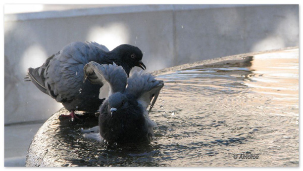 20120925163707_pigeon