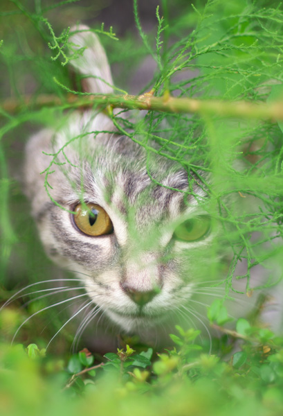 20120928231848_sortie_de_buisson 20120928231848_sortie_de_buisson