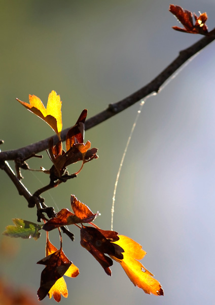 20121001180328_fil_ephemere___copie 20121001180328_fil_ephemere___copie