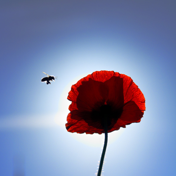 20121001172617_dsc_1609_dxo_bis 20121001172617_dsc_1609_dxo_bis