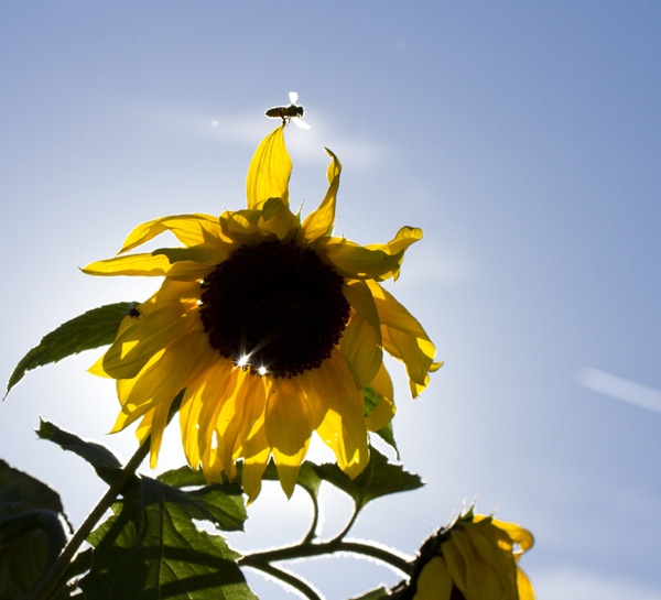 20121002210726_composition_florale_002 20121002210726_composition_florale_002