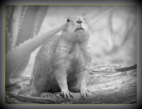 20121003163642_castor 20121003163642_castor