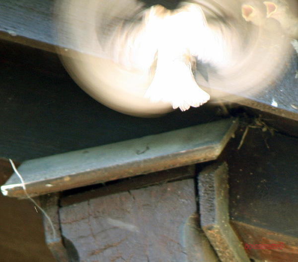 20121002162320_oiseaux 20121002162320_oiseaux