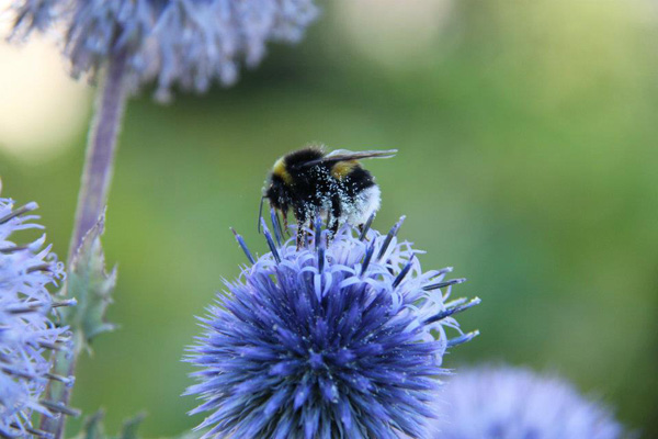 20121003132439_frelon 20121003132439_frelon