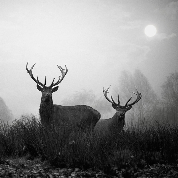 Aurélie Humez Aurélie Humez