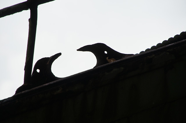 20130415162536_dsc05233 20130415162536_dsc05233