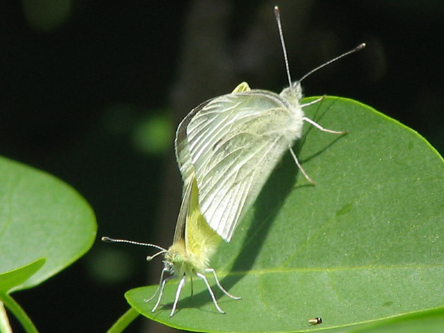 20130427152401_img_0590 20130427152401_img_0590