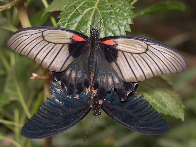 20130503111845_le_couple 20130503111845_le_couple