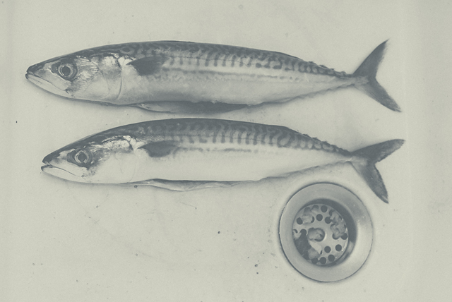 20130503113809_2_maquereaux_6 20130503113809_2_maquereaux_6