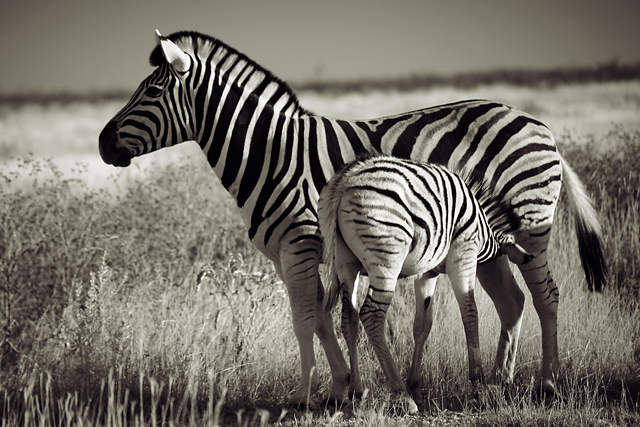 20130505200541_muriel_auriol_2 20130505200541_muriel_auriol_2