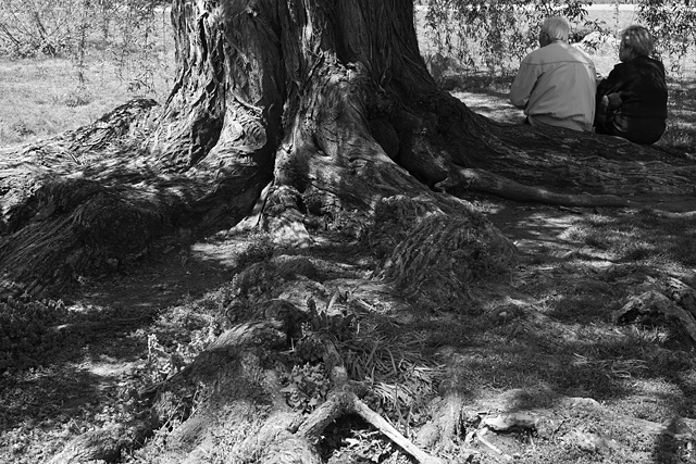 20130509205048_racines 20130509205048_racines