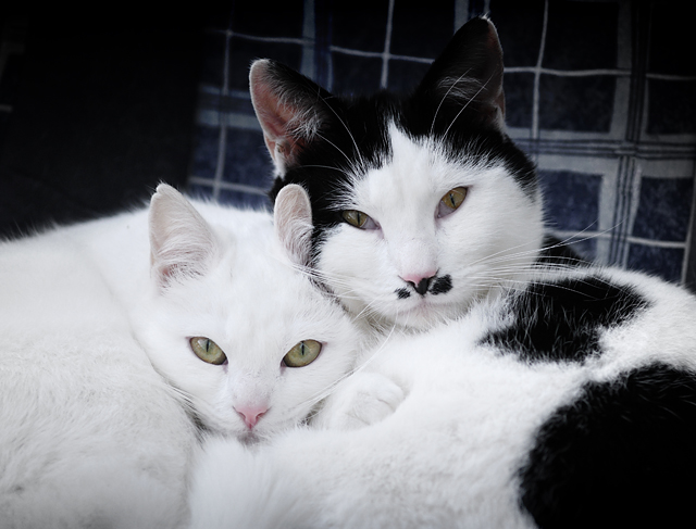 20130519232635_les_predateurs 20130519232635_les_predateurs