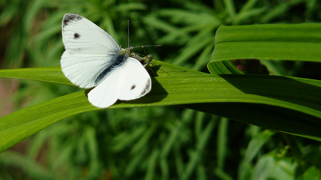 20130520103014_couple_papillon 20130520103014_couple_papillon