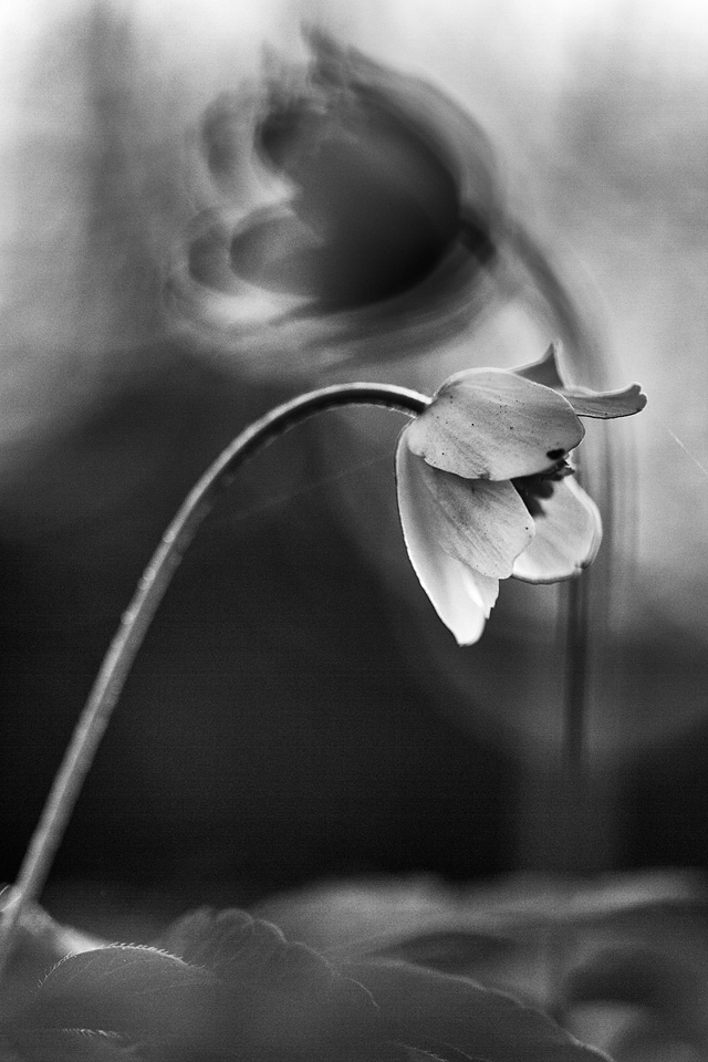 20130520143344_anemonesylv2718_nb_sep_024_2013 20130520143344_anemonesylv2718_nb_sep_024_2013