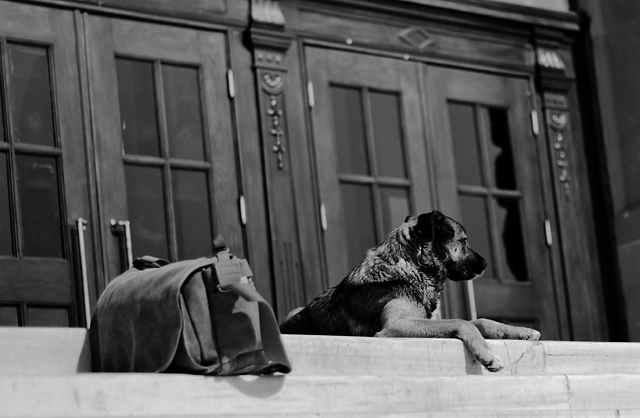 20130520132213_un_compagnon 20130520132213_un_compagnon