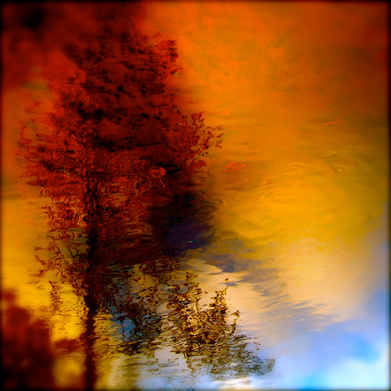 Le mélèze de ciel - Denis Collette Le mélèze de ciel - Denis Collette