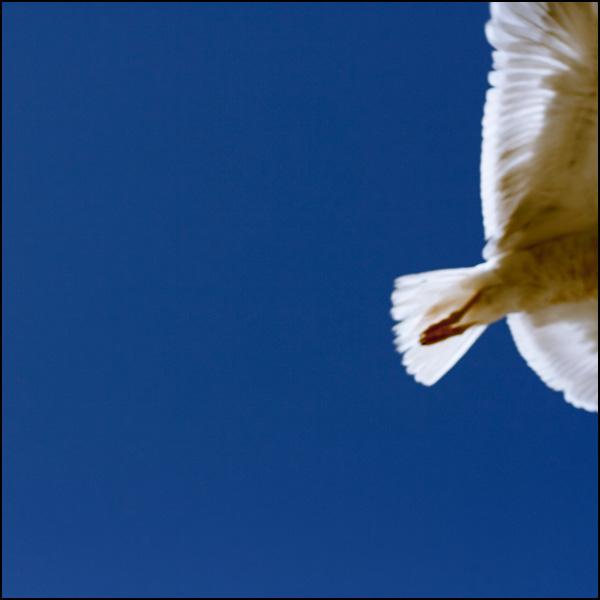 Gabbiano - Vivien Ayroles Gabbiano - Vivien Ayroles