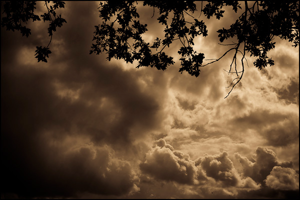 Du ciel et des feuilles - Loïc Zimmermann Du ciel et des feuilles - Loïc Zimmermann