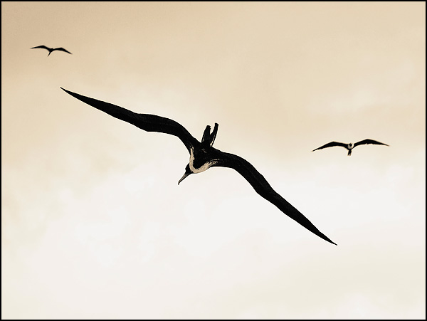 Air Liberté - Pascal Panquet Air Liberté - Pascal Panquet