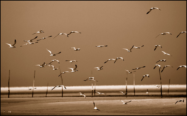 Heureux comme un oiseau dans l'air - Stéphane Beal Heureux comme un oiseau dans l'air - Stéphane Beal