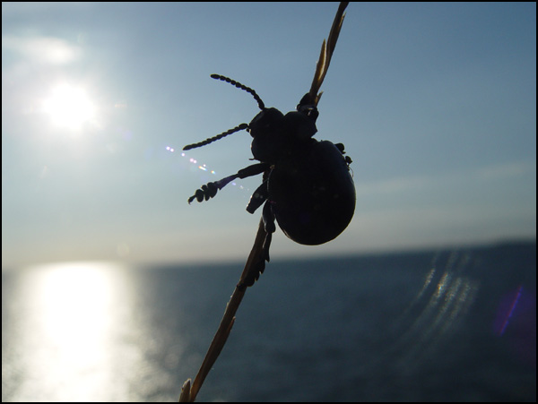 Question d'équilibre - Martine Da Silva Question d'équilibre - Martine Da Silva
